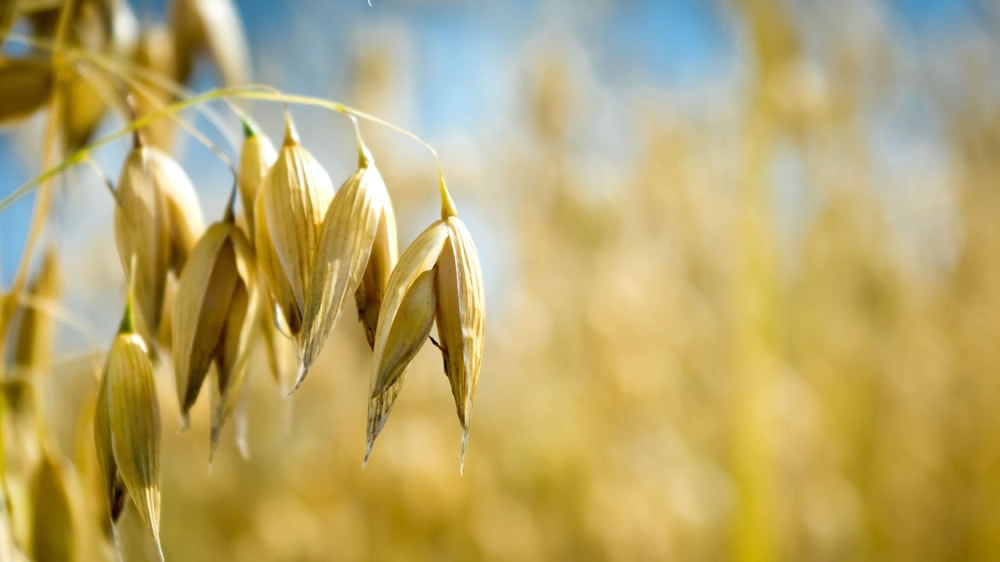 En invierno, la avena produce forraje de calidad