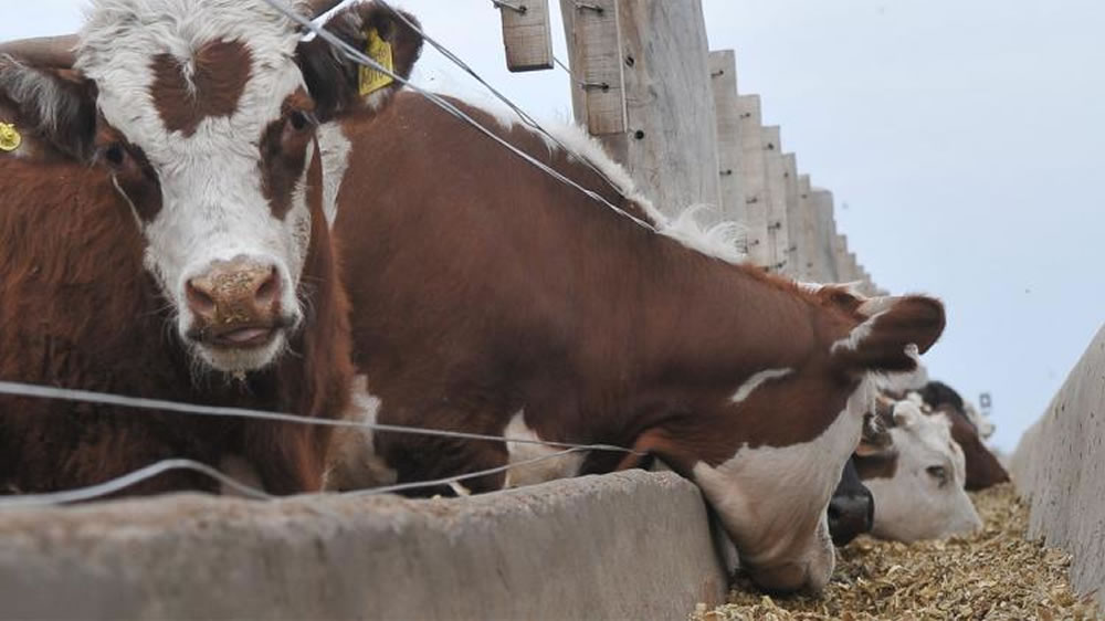 En el feedlot aseguran que el kilo del “gordo” debería valer $ 10 pesos más