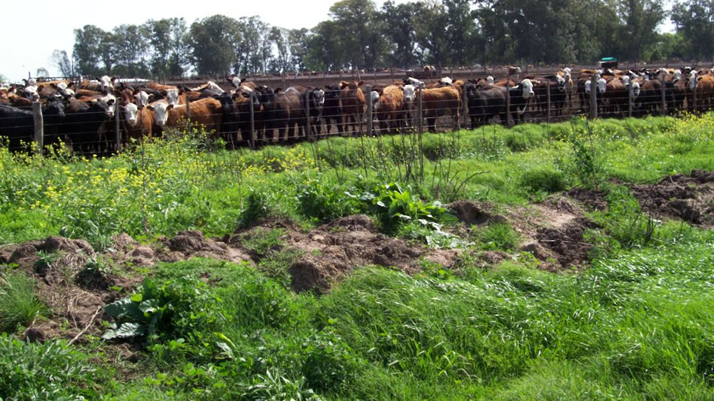 Más ecológico: aprovechan los efluentes de feedlot para nutrir el suelo