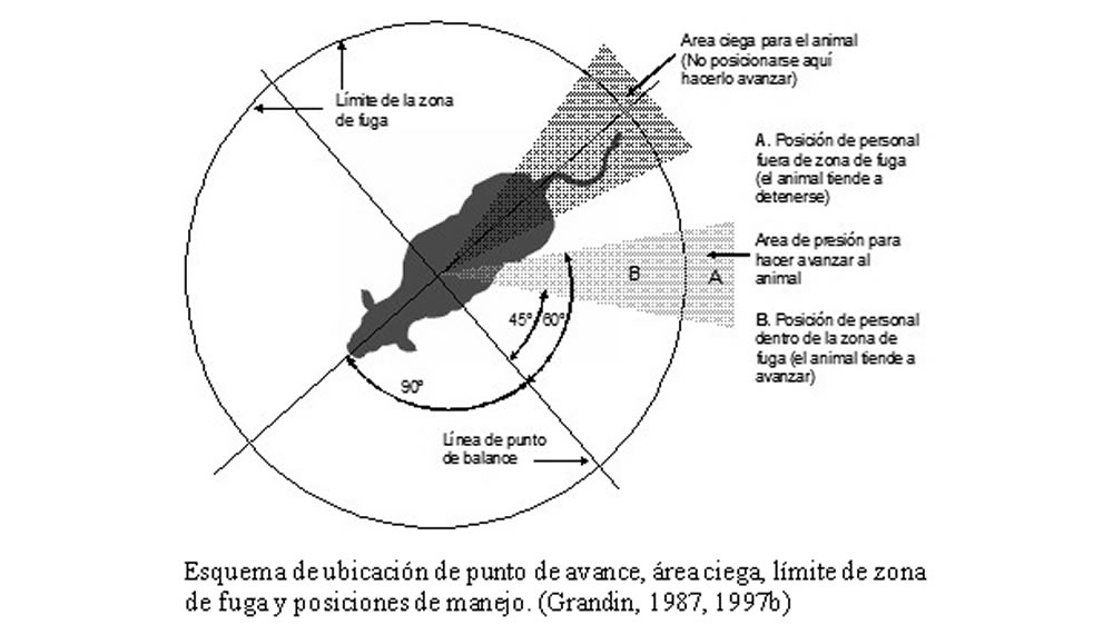 El estrés y las instalaciones en Feedlot