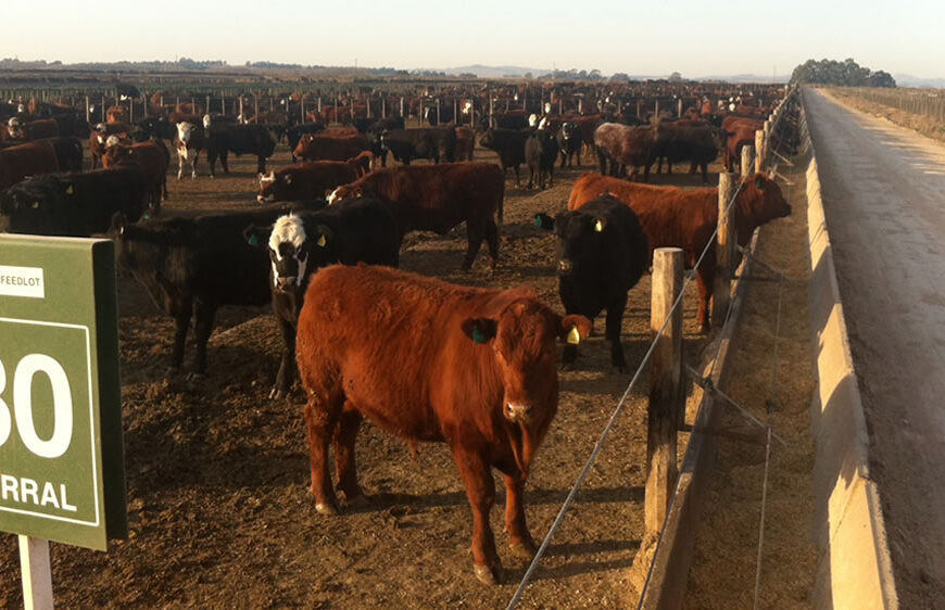 Alimentación en feedlots: un estudio desmiente el impacto del calor en la ganancia diaria