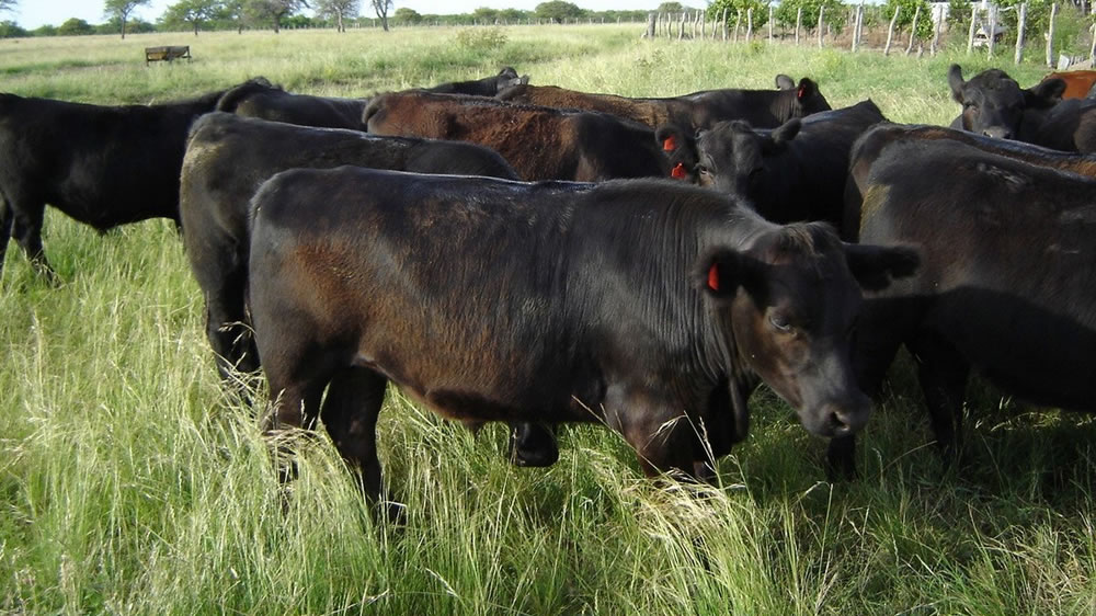 Uruguay: Faena vacuna y ovina llega a las mayores cifras del año