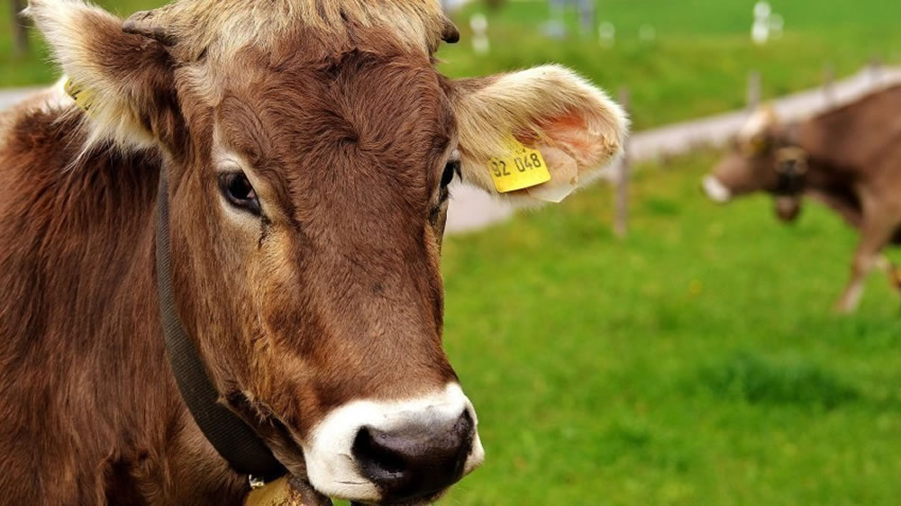 Presentan proyecto de tipificación de carne bovina