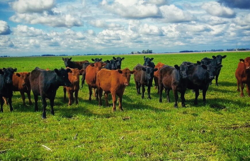 Expoagro: La pandemia, y la cadena de ganados y carnes, “del campo al Feedlot”