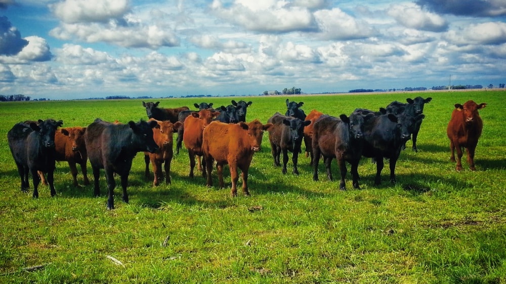 Expoagro: La pandemia, y la cadena de ganados y carnes, “del campo al Feedlot”
