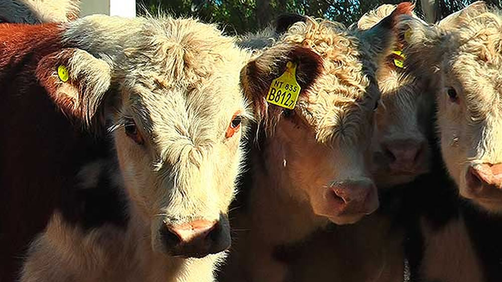 Entregaron $5 millones a productores bovinos para fomento ganadero