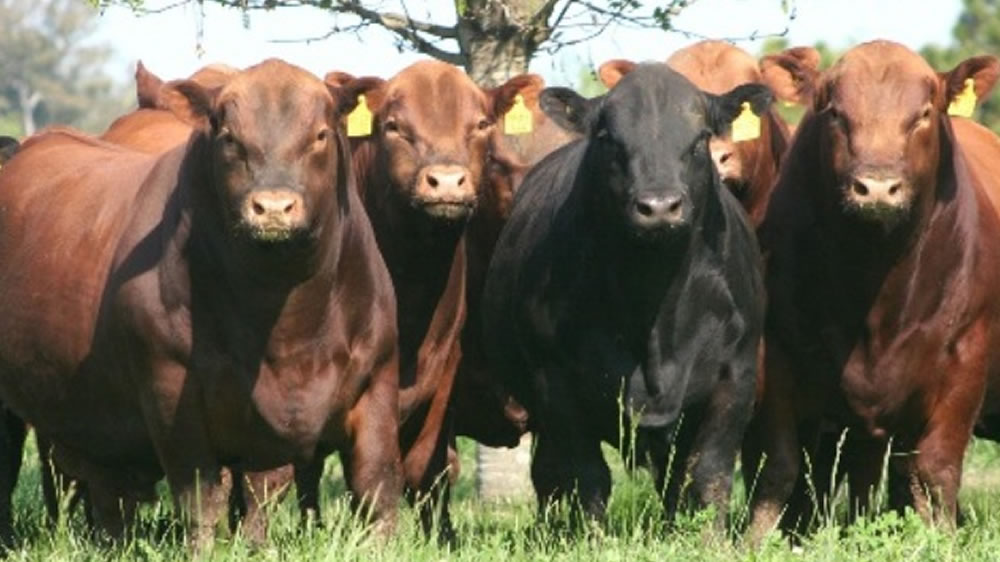 La faena de ganado bovino, en el mayor valor de los últimos 10 años