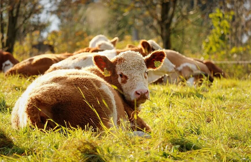 Buenas prácticas para reducir el estrés en el ganado bovino