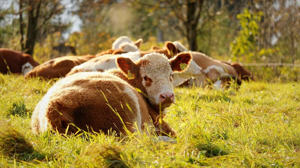 Buenas prácticas para reducir el estrés en el ganado bovino