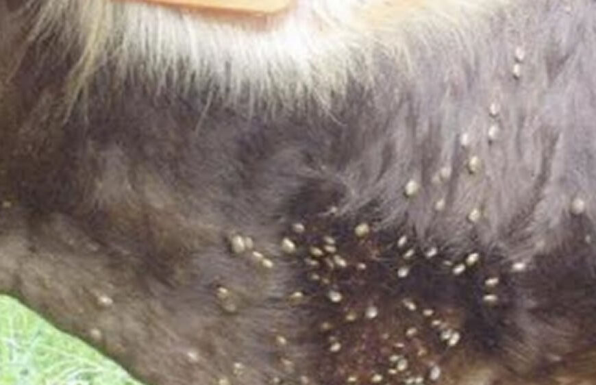 Garrapata bovina: detectan resistencia a la ivermectina