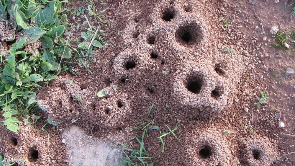 Las hormigas, un importante aliado para ahorrar agua en los cultivos