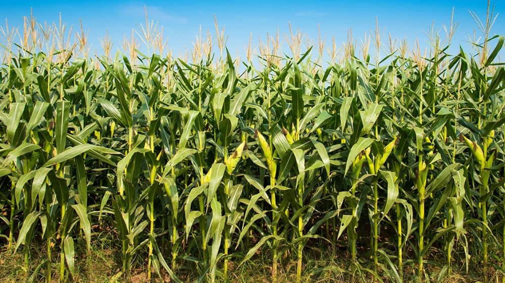 Sin palos en la rueda, el maíz va por un nuevo récord