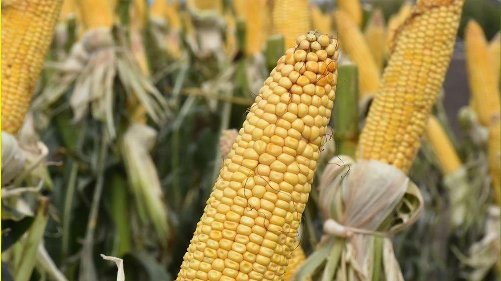 Identifican líneas de maíces tolerantes al golpe de calor