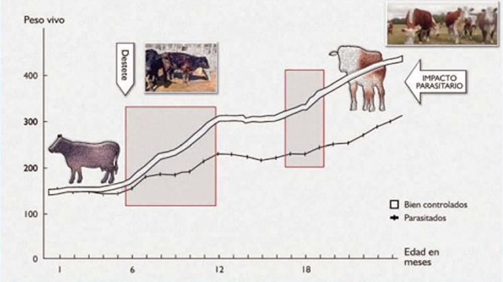 Parasitosis gastrointestinal en bovinos de carne