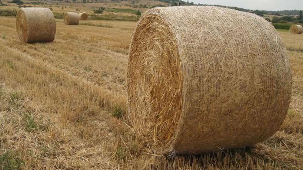 Tasa de secado de la alfalfa para heno: efecto del acondicionado mecánico