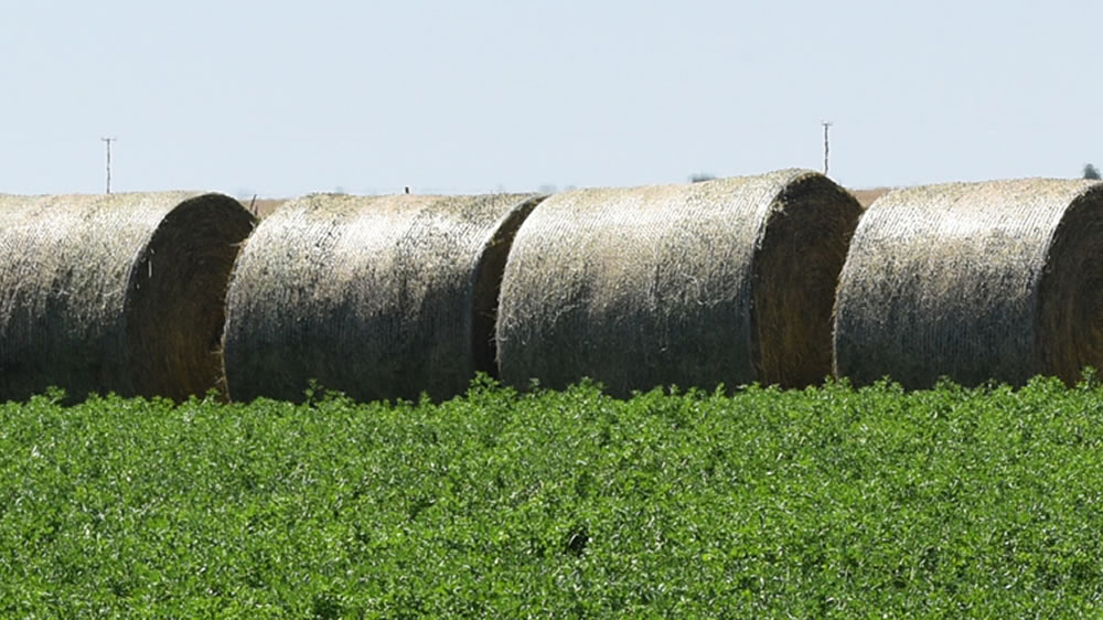 Buena señal: parte primera carga de fardos de alfalfa desde Las Breñas a Bolivia