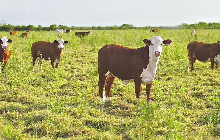 Proponen mejorar la sanidad para poder exportar más