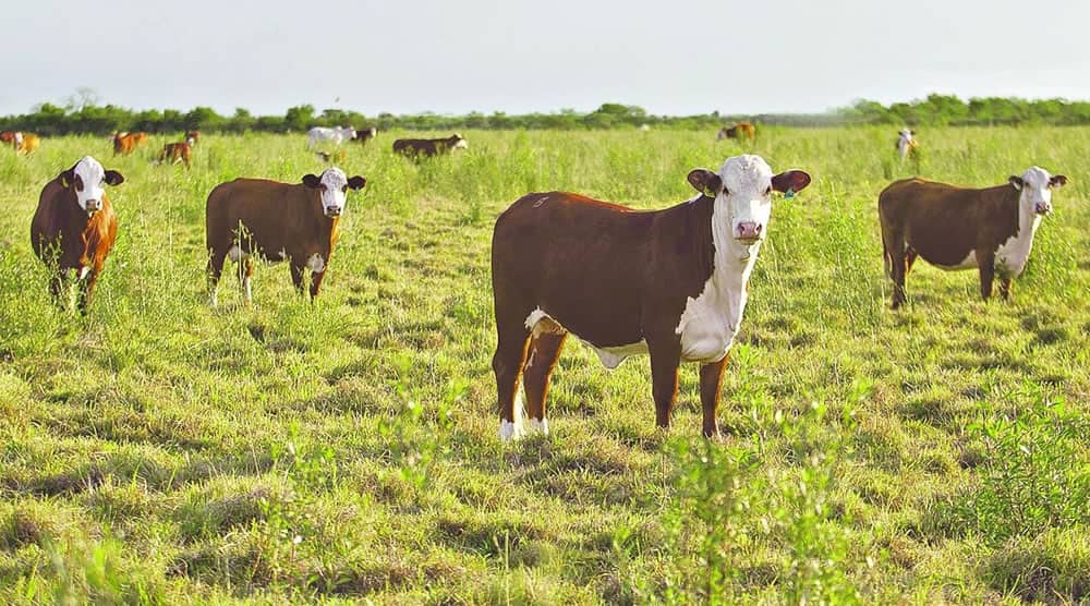 Propuesta para optimizar la eficiencia del Stock Bovino de Carne