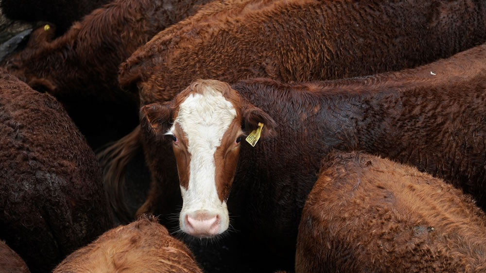 Hacienda: Las vacas «vuelan» por la demanda de China