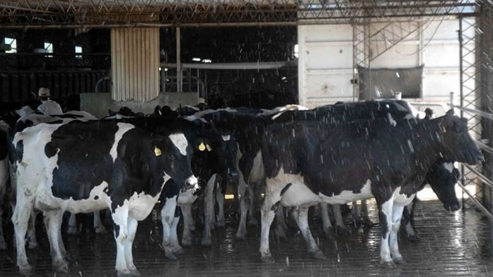 Cojeras en el ganado bovino lechero: panadizo o flemón interdigital