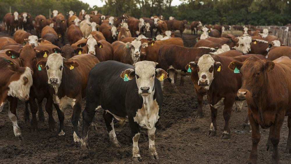La inteligencia artificial ya permite que las vacas se pesen solas