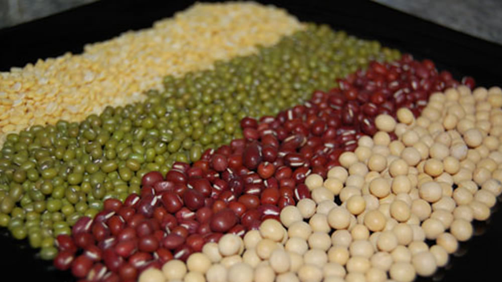 El Inta trabaja en el desarrollo de nuevas variedades de soja