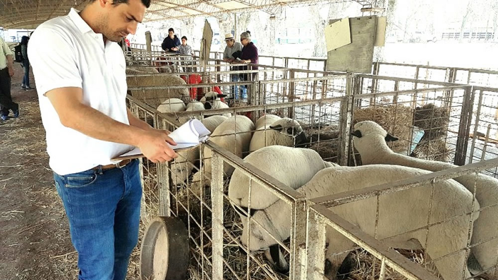 Control a la sanidad de los animales ingresados a exposiciones rurales de Buenos Aires y La Pampa