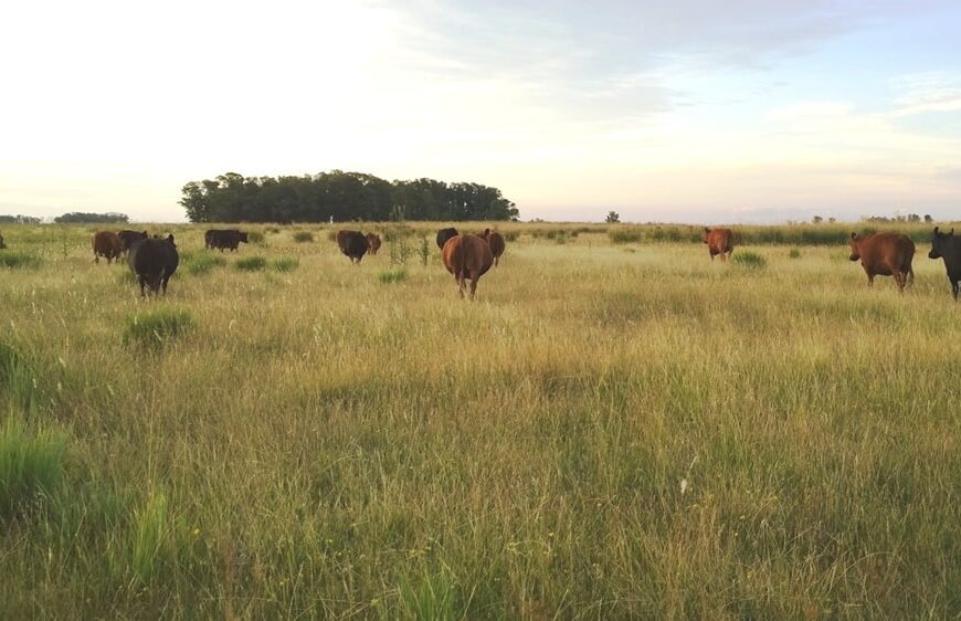 Cambio climático: la ganadería pastoril argentina secuestra 12 veces más carbono que el que emite
