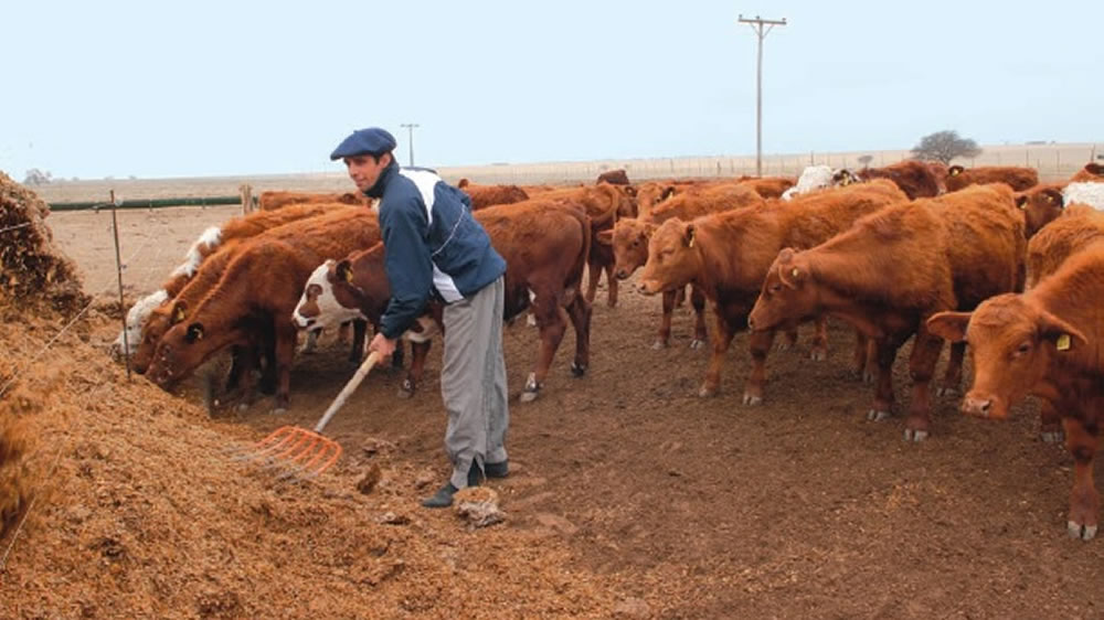 Lo que viene en ganadería: un mercado más riesgoso pero con un buen pronóstico