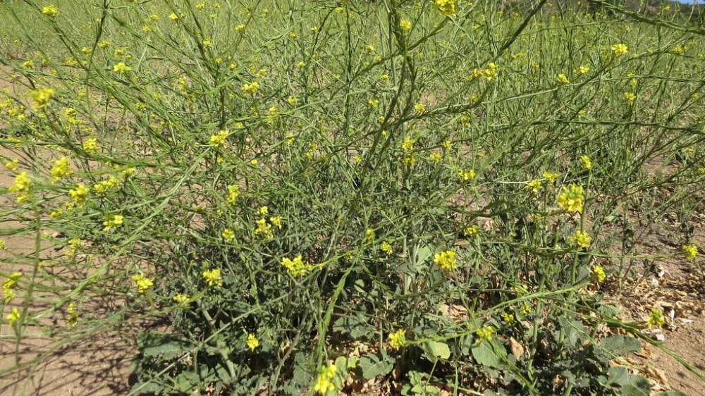 Confirmado: la maleza “nabillo o mostaza” se volvió resistente al glifosato y 2,4D