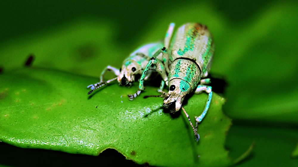 Cómo el cambio climático multiplicará las plagas de insectos