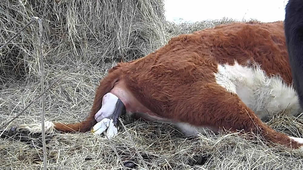 La atención del parto en los rodeos de cría