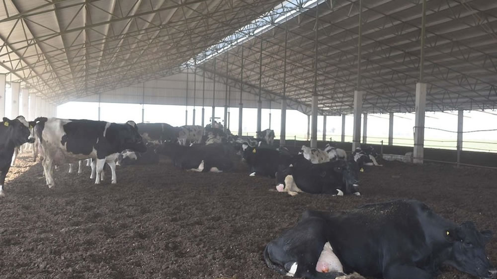 Crece la estabulación de vacas bajo galpón en Argentina