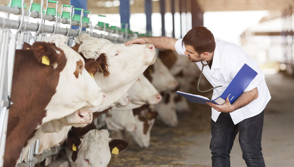El Parlamento Europeo frena el uso de antibióticos veterinarios