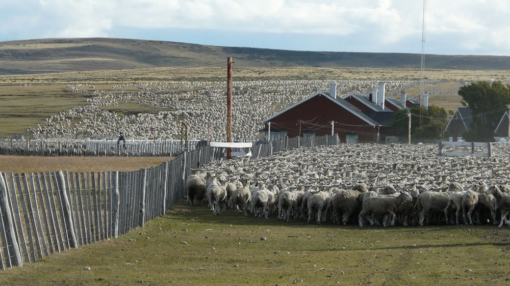 Con genética y precisión, las ovejas son las reinas de Tierra del Fuego