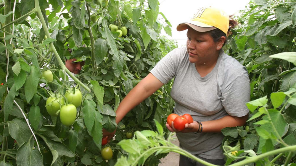 Mujeres, siembra directa y stocks, las sorpresas del Censo Agropecuario