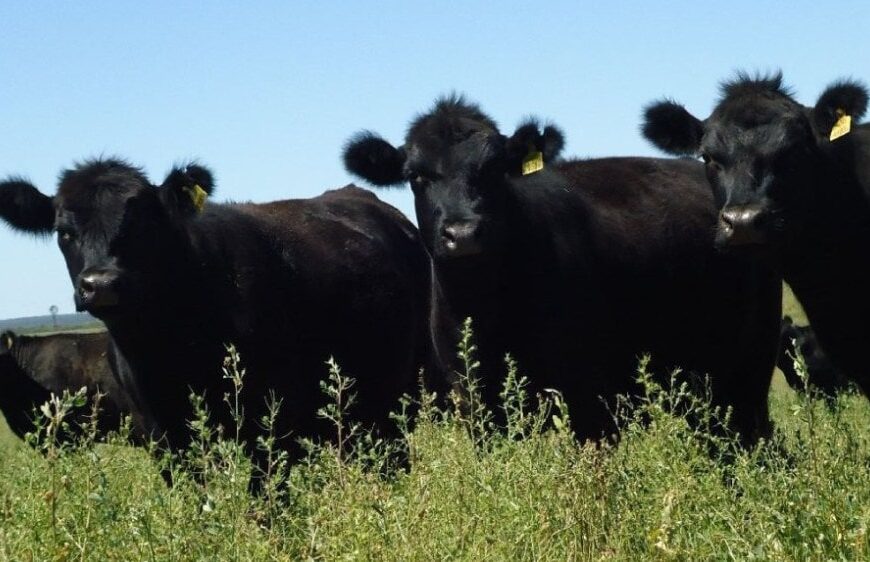 La faena de novillos es la más alta desde 2012