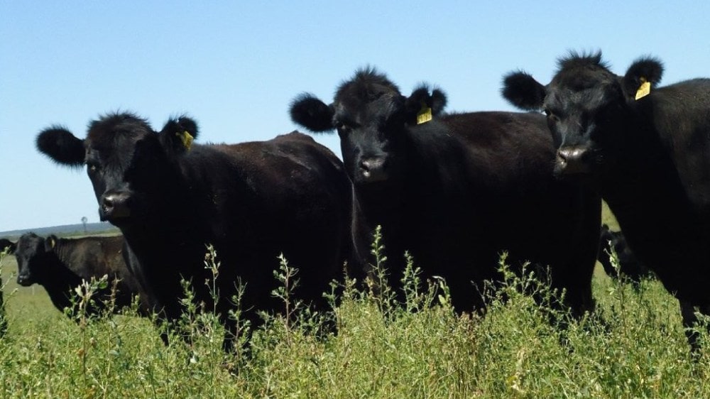 La faena de novillos es la más alta desde 2012