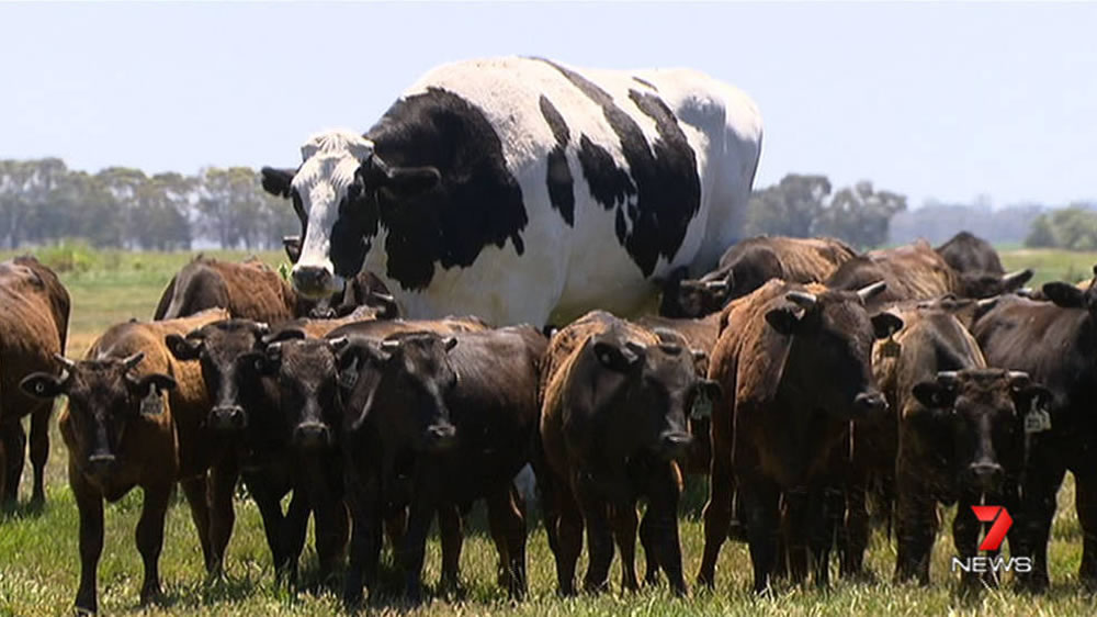 El bovino más grande de Australia que se salvó de ir al matadero por su tamaño