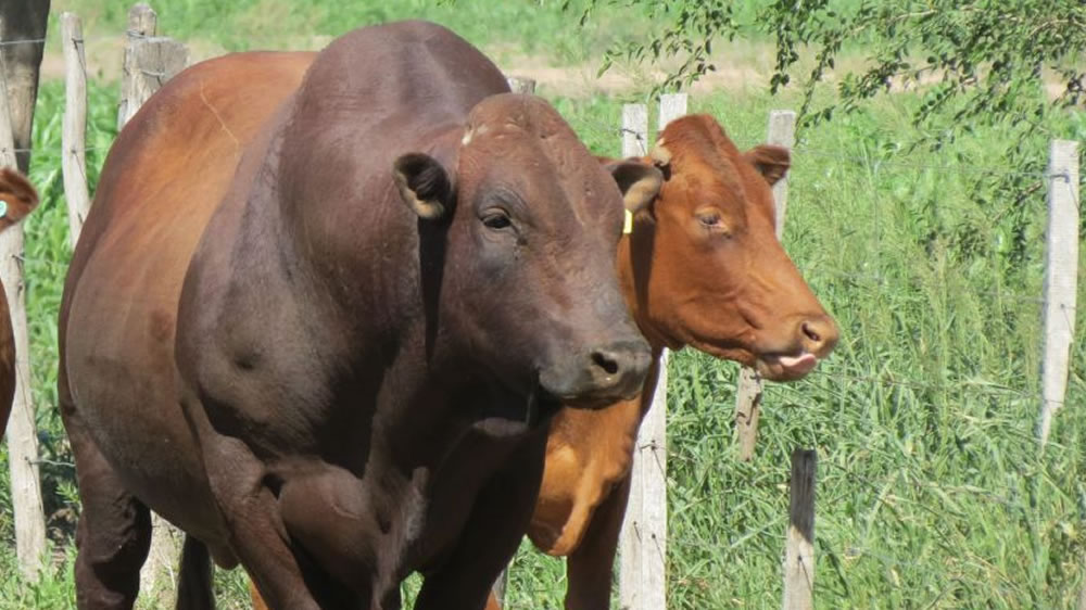 Impulsan la cría de una raza de origen sudafricano