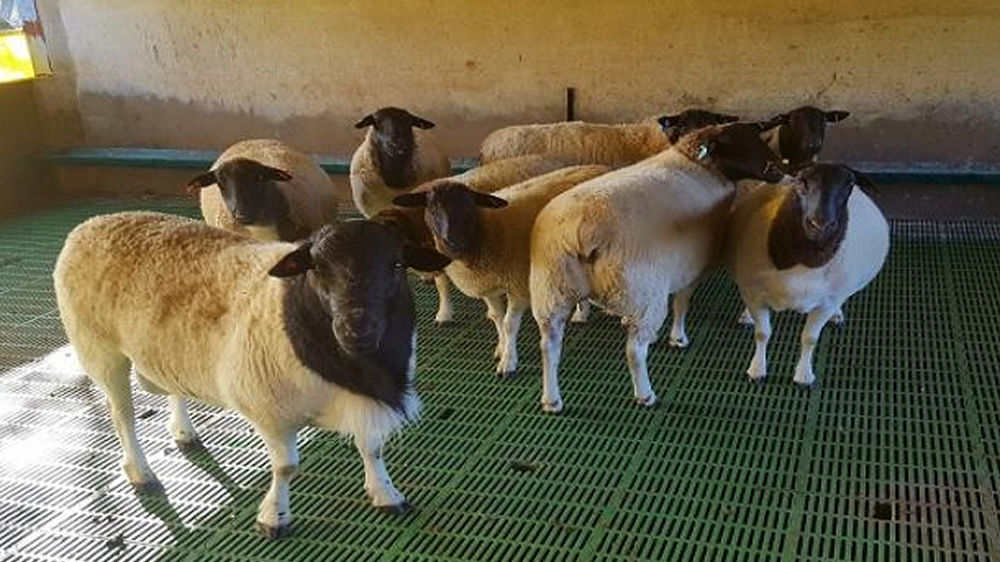 La carne ovina busca incorporarse a la dieta de los argentinos