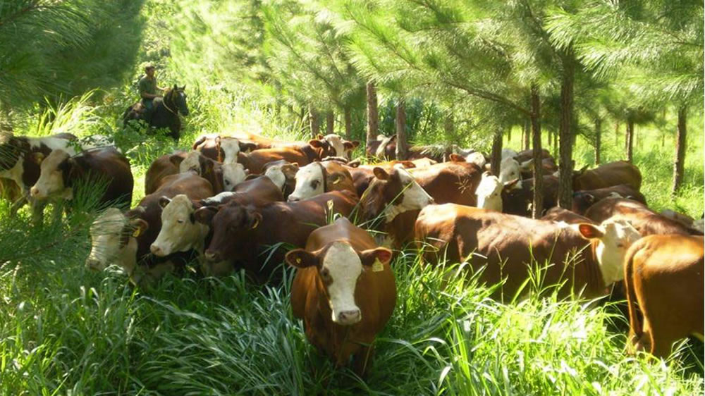 Sistemas integrados de producción orgánica de cultivos y ganado pueden cumplir con estándares de seguridad alimentaria