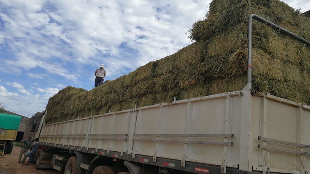 Grupo de productores de Chaco exportan a Bolivia más de 18.000 kilos de alfalfa