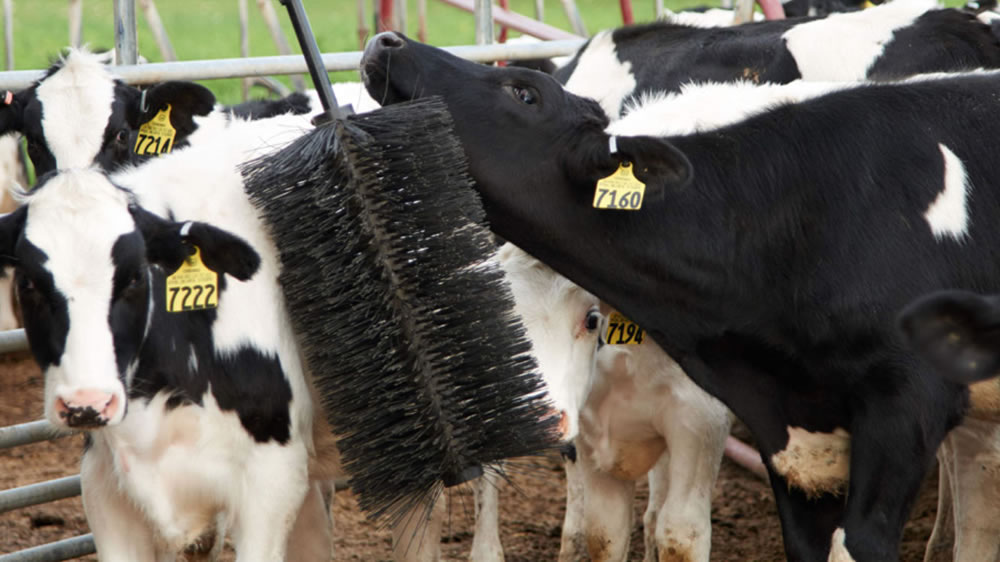 5 ventajas de los cepillos para las vacas