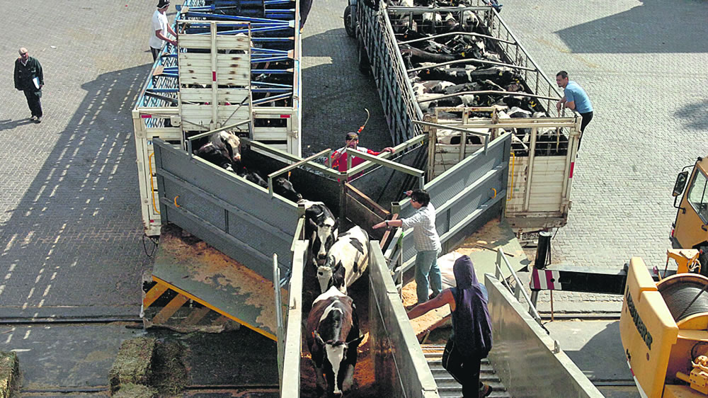 “No hay impedimento sanitario para exportar ganado en pie a Uruguay”
