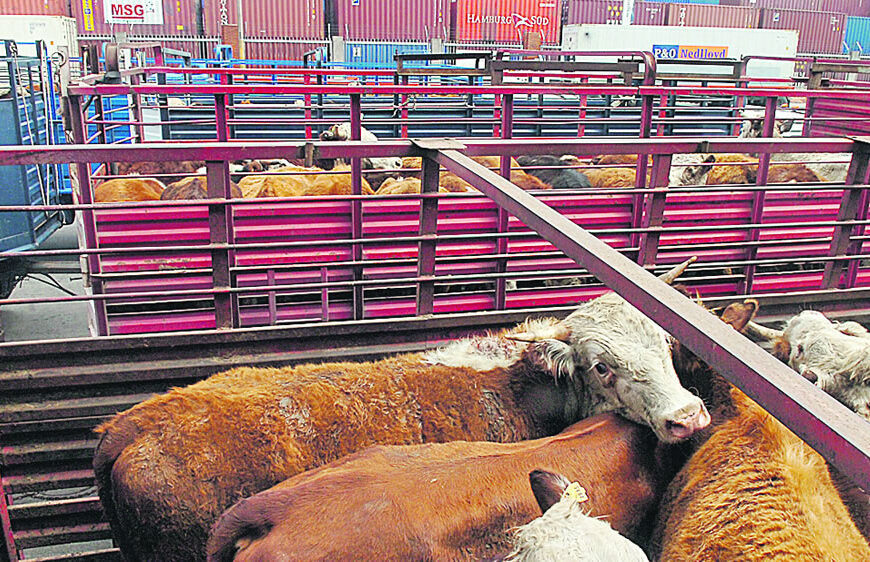 Exportaciones de ganado en pie de Brasil se duplicaron en el primer trimestre