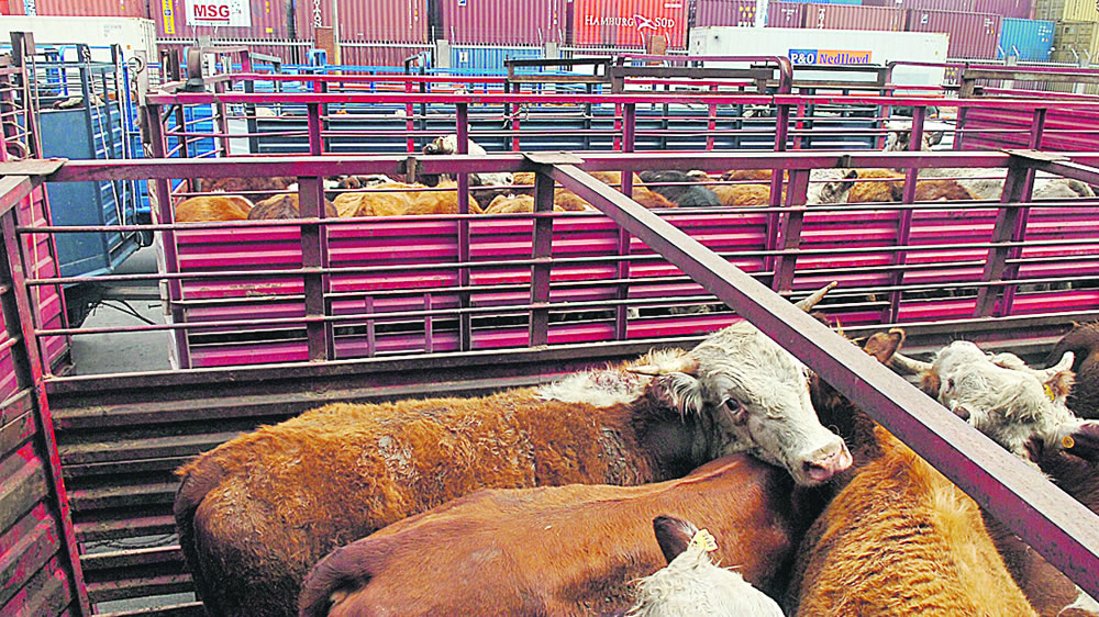 Uruguay fue autorizado por Argentina y Brasil para exportar ganado en pie