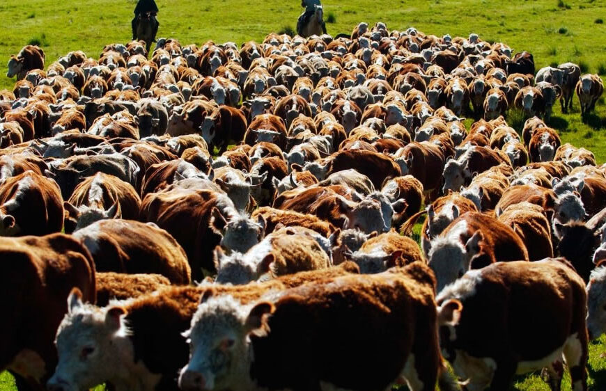 «Este paso consolida aún más a la producción ganadera argentina»