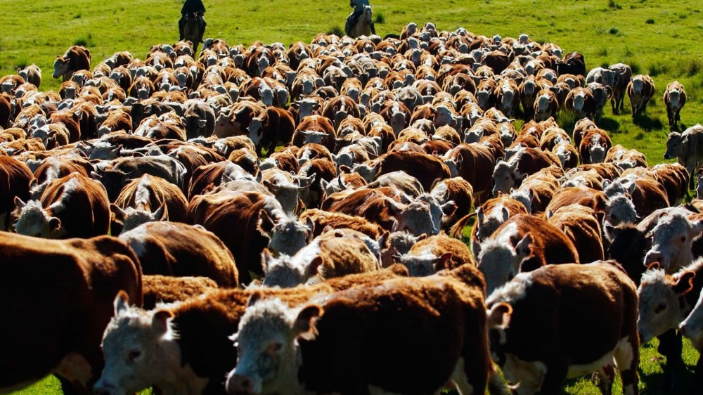 Cambios en el IVA de la ganadería bovina