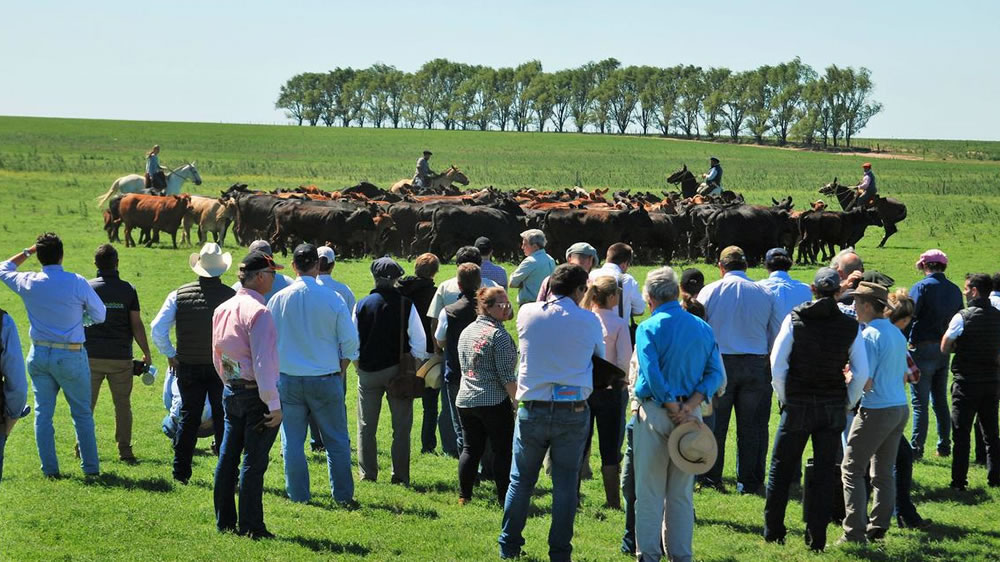 Santa Fe: productores ganaderos podrán participar por financiamiento de hasta 15 mil dólares